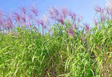 L’Inra poursuit sa recherche variétale sur le miscanthus, source de biomasse.
