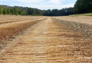 Les arrachages de lin sont terminés. La filière annonce une petite récolte.