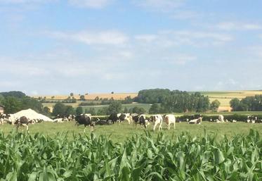 En période de sécheresse, réserver le maïs aux vaches laitières.