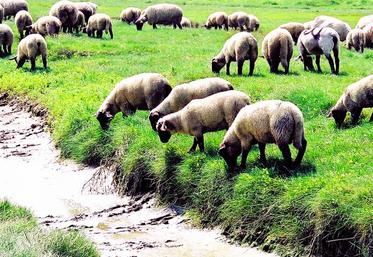 La dénomination «prés-salés de la baie de Somme» est désormais protégée dans toute l’Union européenne.