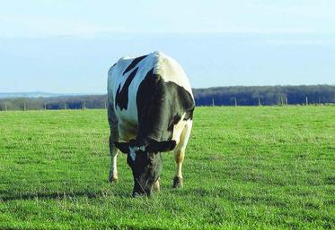 Avec une alimentation maïs ensilage/pâturage et des vêlages débutant mi-août, la maîtrise du coût approvisionnement animal repose principalement sur la quantité et la qualité de l’herbe ingérée.