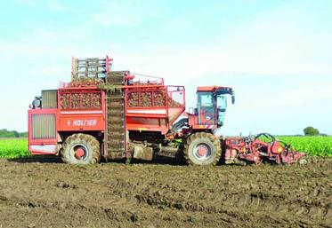 Les arrachages se font dans des conditions difficiles cette année.