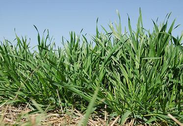 Dans le Nord, la montaison des blés se déroule en un temps record, si bien que les feuilles sortent plus vite que la cercosporiose ne progresse.