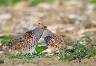 Cette année, l’indice de reproduction oscille de 2,5 à 7 jeunes par poule d’été, avec une moyenne à peine supérieure 
à 4 jeunes par poule d’été. Un résultat médiocre.