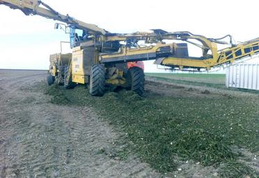 Vincent Caille : «La particularité de l’année est que les feuilles ont fané plusieurs fois, et qu’elles sont étalées sur le sol. L’effeuillage et le scalpage sont donc compliqués».