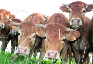 Les demandes d’aides bovines peuvent à présent être déposées et devront être formulées avant le 15 mai.