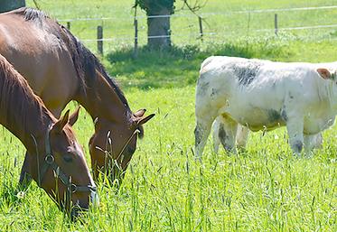 Le pâturage mixte équin-bovin semble bénéfique à tous points de vue (prairie plus homogène et diversité des espèces préservée, bonne gestion parasitaire des chevaux et meilleure croissance des génisses).