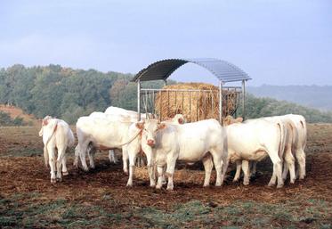 Cet été, les éleveurs ont dû taper dans leurs stocks pour palier le manque d’herbe. 
