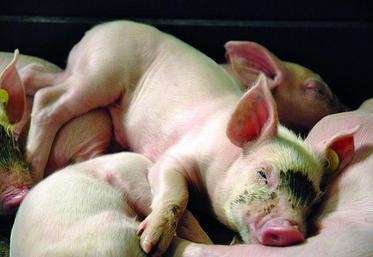 La filière porcine non OGM, ni antibiotique, prônée par les groupes Fleury-Michon et Avril,  incarnerait une voie de valorisation particulière pour la filière hexagonale.