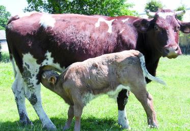 Elevage allaitant en Corrèze.