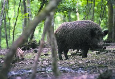 Les populations de sanglier doivent être régulées dès l’été, 
ou à défaut relocalisées vers les zones boisées.