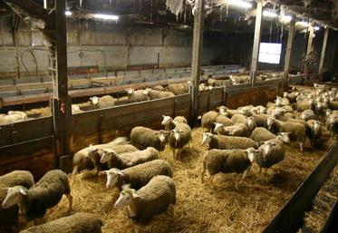 Amélioration des conditions de travail des éleveurs, bien-être animal, conditions de logement des animaux, amélioration du pâturage et développement des activités de vente directe font partie des objectifs recherchés par ce dispositif d'aide.