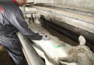 En élevages, les expositions aux pesticides sont nombreuses, même si les études traitant du sujet sont rares.