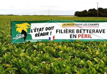 La crainte de voir la filière betterave péricliter en raison de la jaunisse virale s’affiche jusque dans les champs.