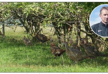 2 500 faisans communs de Nicolas Dassonville, à Rumigny, ont été nourris aux larves pendant quatre semaines. L'effet a été bénéfique pour le plumage.