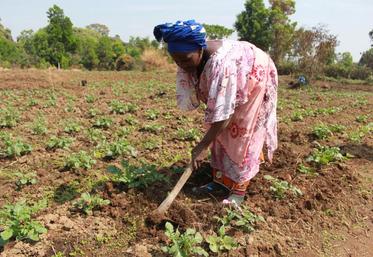 Ce sont les femmes du Fouta Djallon qui ont pris en main le développement de la culture de pommes de terre.