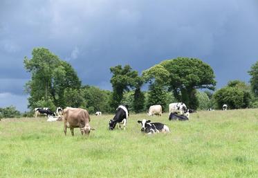 Une quarantaine de leviers techniques peuvent être actionnés pour améliorer le bilan carbone des exploitations laitières, adaptés à chaque système.