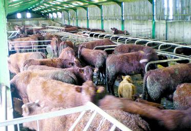 La rentabilité en production de viande bovine n’est pas le fruit du hasard mais passe par des efforts techniques, génétiques et une approche économique indispensable pour progresser. C’est encore plus vrai pour une reconversion du lait en viande bovine dont la difficulté est souvent sous estimée, notamment par la différence de conduite entre ces deux productions.