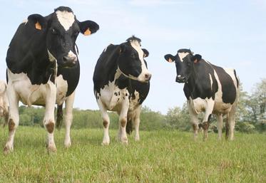 Entre 60 et 70 élevages répartis sur la zone de collecte de Lact’Union pourraient basculer dans la démarche «lait sans OGM» engagée par la coopérative.