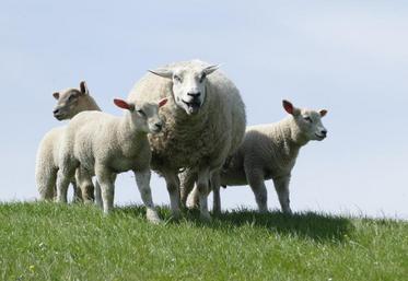 La situation semblait catastrophique avant Pâques pour la filière ovine, mais les consommateurs ont finalement mangé de l’agneau français.