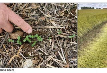 Lin implanté en semis direct.