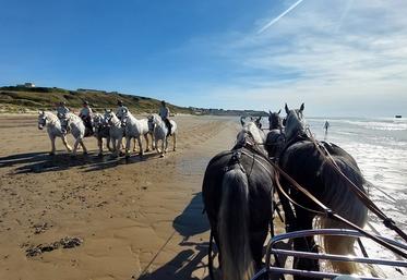 Quelques heures avant les premières épreuves spéciales, détente des meneurs et des chevaux sur la plage de Boulogne-sur-Mer. 