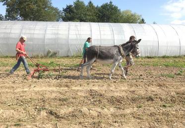 La traction asine s’adapte particulièrement bien au maraîchage, car elle permet un travail plus minutieux et précis que les autres méthodes.