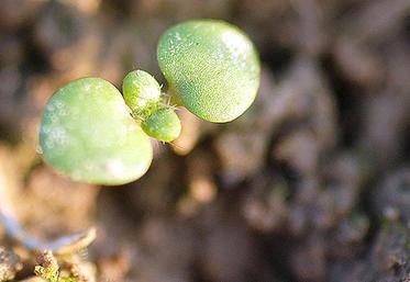 15 à 20 mm de pluie sont les bienvenus pour sécuriser la germination et la levée des maïs, mais aussi pour permettre 
une meilleure efficacité des herbicides racinaires positionnés en prélevée.