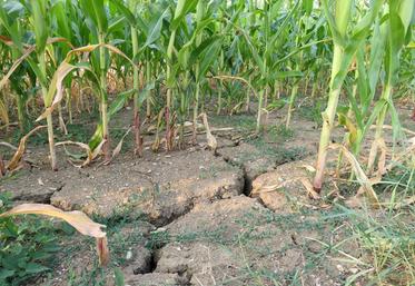 Les agriculteurs d’Europe manqueront d’eau : les périodes sèches dureront en moyenne cinq mois par an, contre trois mois aujourd’hui.