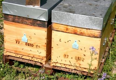 La récolte moyenne de miel en 2016 était de 22 kg/ruche en France et de 20,38 kg/ruche en Europe.