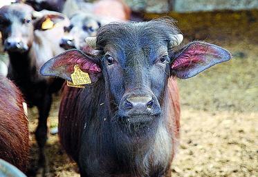 30 % des produits d’appellation italiens sont exportés, comme ici la mozarella.