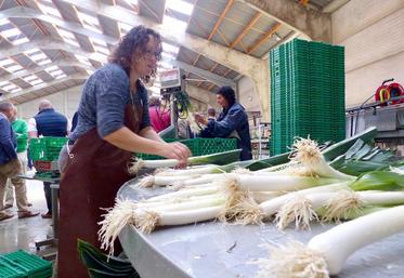 Entre 6 et 7 tonnes de poireaux sont conditionnées chaque jour. L’objectif est d’atteindre 10 t minimum.