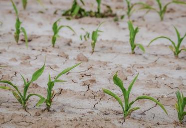 2019 s’impose de peu devant les records de 2014, 2015 et 2018.