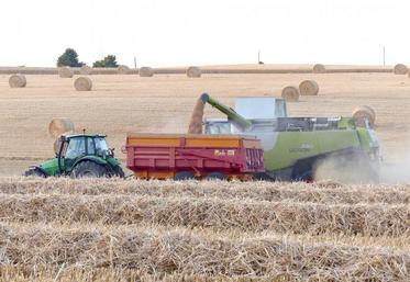 En blé, les résultats devraient s’approcher de la moyenne quinquennale.