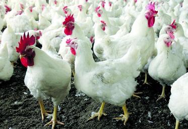 Avec un taux de mortalité de 6 % chez les volailles, le virus H5N8 est un peu moins virulent que le H5N1.