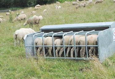 La fréquentation du nourrisseur est liée à la qualité de l’herbe disponible.