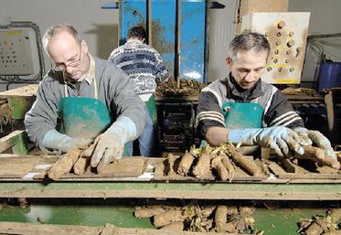 Place aux élections dans les endiveries ou le CSE vient remplacer les délégués du personnel (DP).