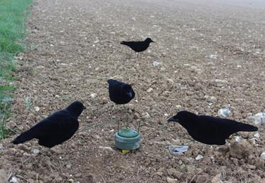 Tromper la vigilance du corbeau n’est pas facile y compris avec des moyens sophistiqués.