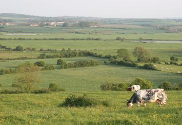 Dix-neuf éleveurs de la basse vallée de la Slack, dans le Boulonnais, sont rémunérés par l’Agence de l’eau Artois-Picardie pour leurs services rendus à l’environnement.