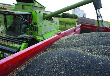 En colza, la moyenne départementale pourrait dépasser les 40 qx/ha.