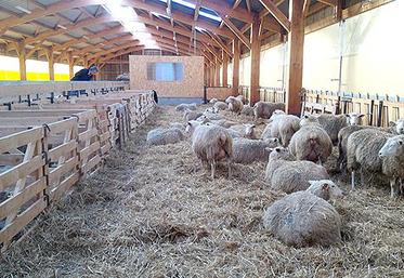 Bien alimentées en fin de gestation, les brebis le rendent bien !