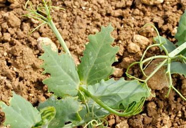 Encoches de sitone sur pois.