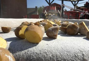 Cap Plants veut doubler de taille en quatre ans grâce notamment à un «prototype innovant» de découpe.