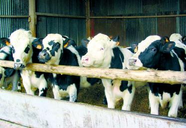 L’engraissement des taurillons laitiers doit reposer sur une alimentation simple et économique du fait de son potentiel de croissance limité.