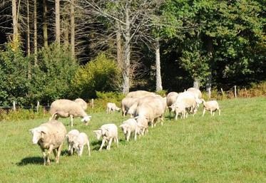 Le projet Ecolagno vise à étudier l’incidence sur l’exploitation et l’acceptabilité par le consommateur d’une viande d’agneau produite selon des pratiques agro-écologiques.