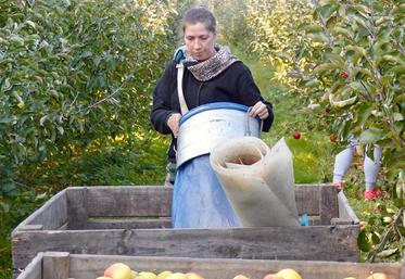 Dans la Somme, les saisonniers sont surtout sollicités plus tard dans l’année, pour l’arrachage des pommes de terre, le cassage d’endive et de la récolte des pommes.