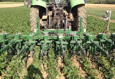 Binage des flageolets dans le cadre de la conduite Phytless.