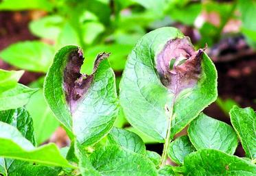 Le risque mildiou est constamment présent d’autant plus lorsque l’hydrométrie et la température sont élevées.