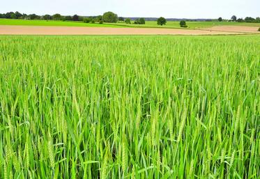 Les céréales sont une formidable pompe à carbone grâce à la photosynthèse.