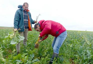 Avec les conseils de Guillaume Lecuyer (à dr.), Guillaume Bruniaux (à g.), installé à Davenescourt, a multiplié les espèces dans son couvert végétal. Les racines, toutes différentes, travaillent tous les horisons du sol.